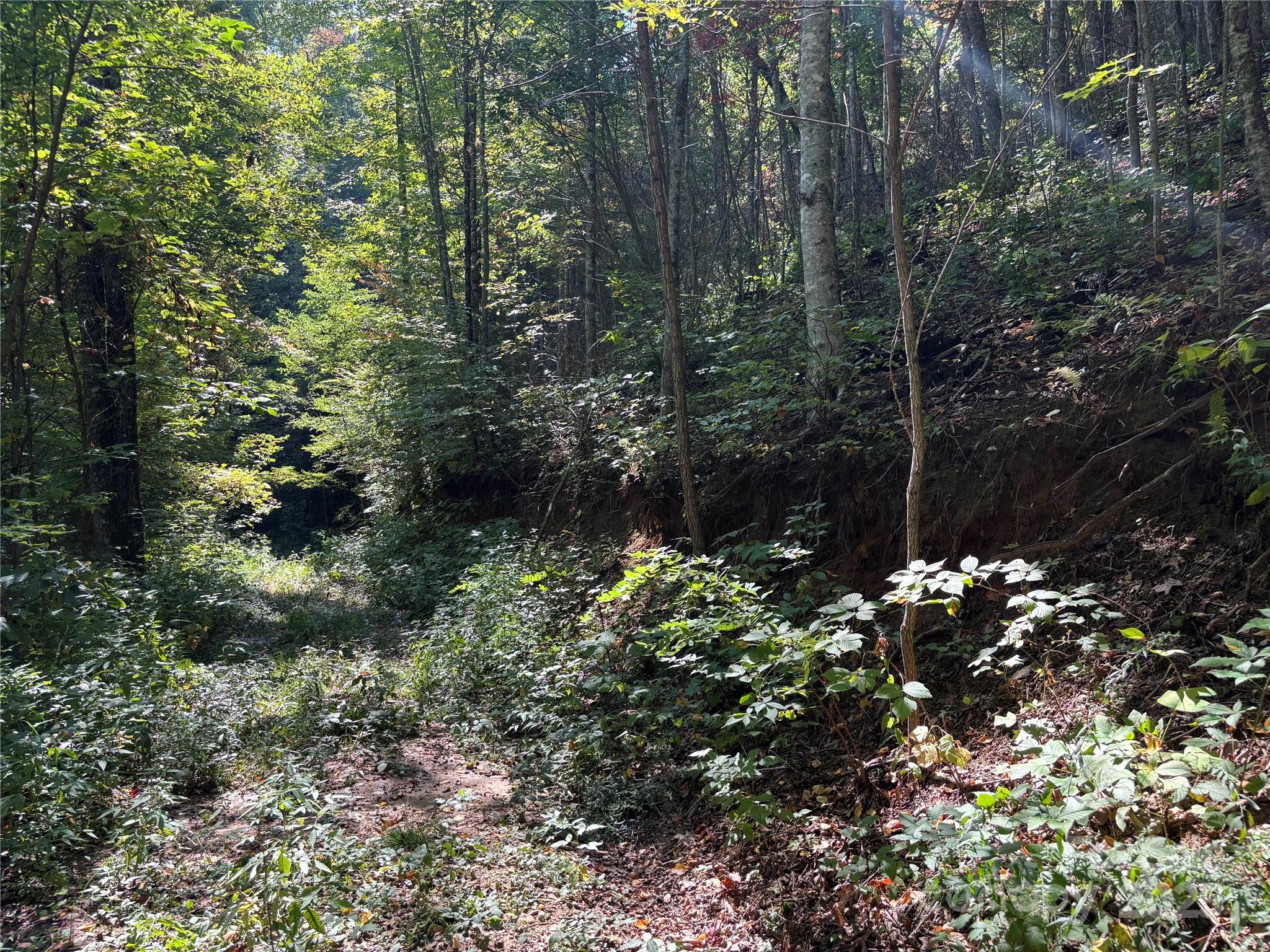 1887 Monteith Branch Road Sylva, NC 28779 - Photo 20 of 35 a view of a tree