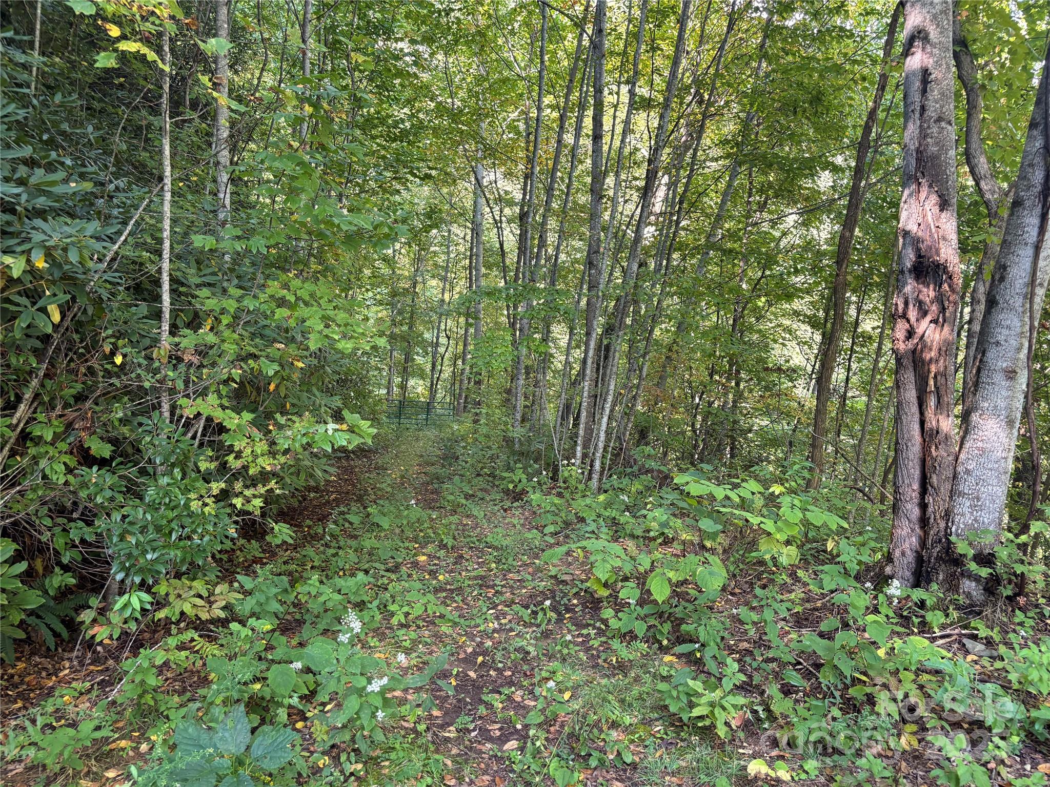 1887 Monteith Branch Road Sylva, NC 28779 - Photo 24 of 35 a view of forest