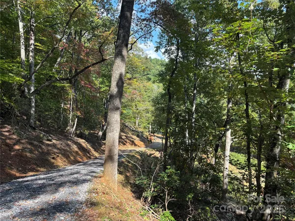a view of a forest with trees