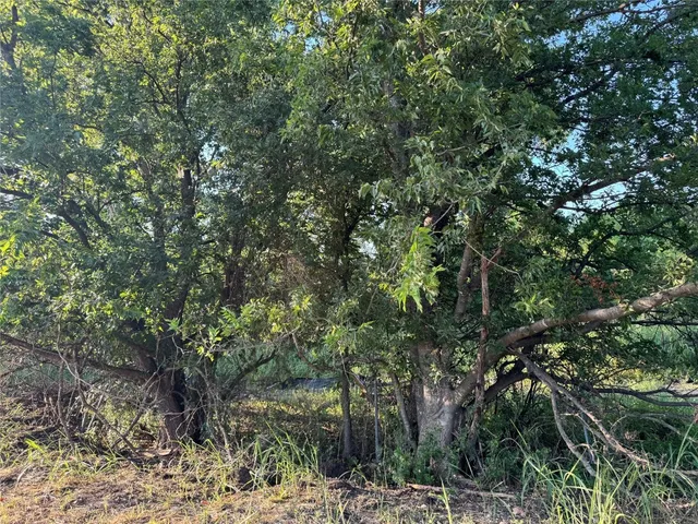 a view of a forest with lots of trees