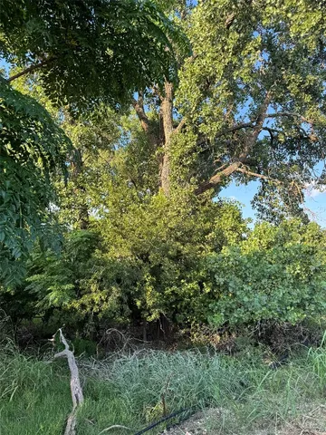 a view of a forest with a tree