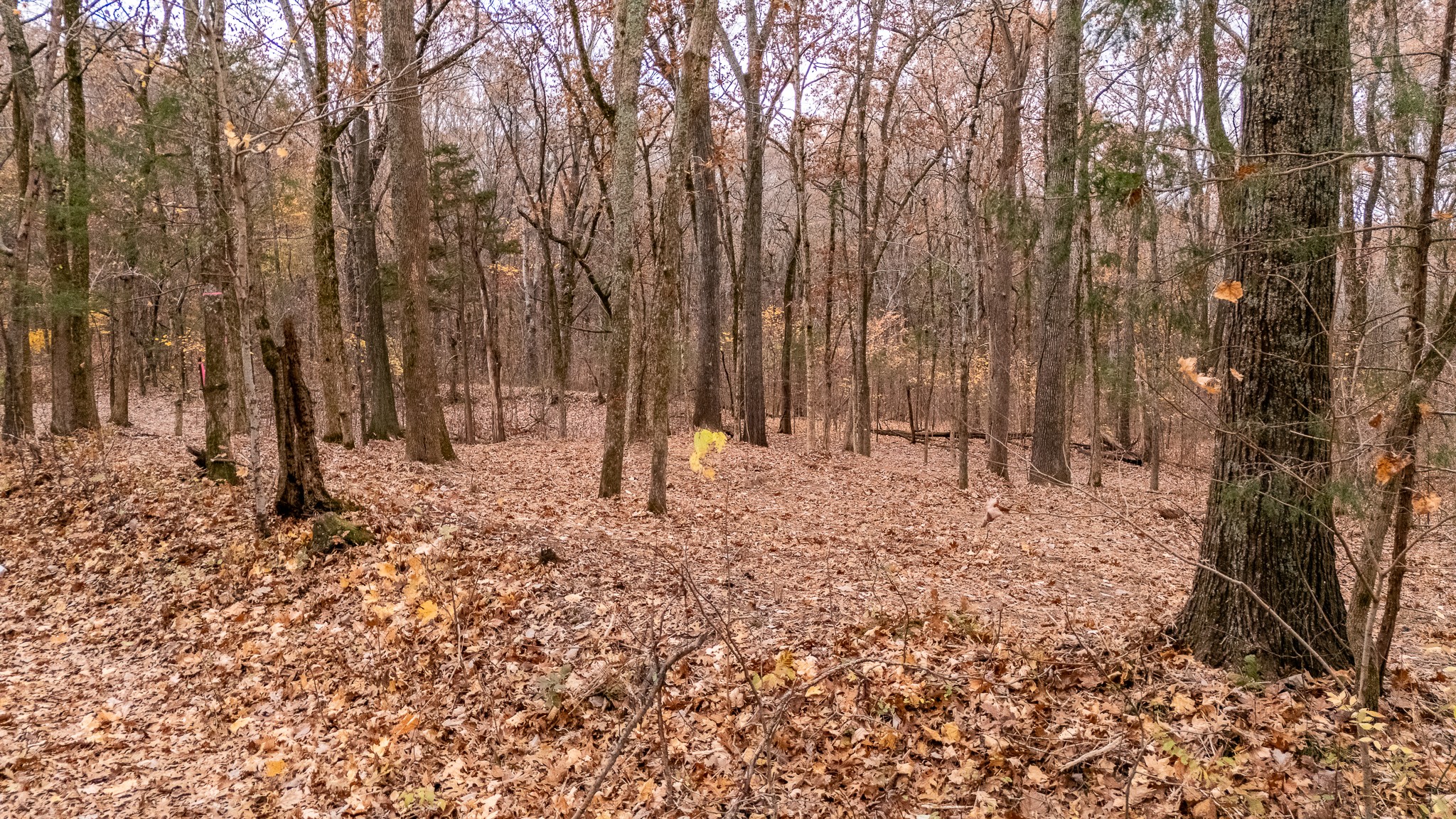 0 York Road Nolensville, TN 37135 - Photo 12 of 18 a view of covered with trees