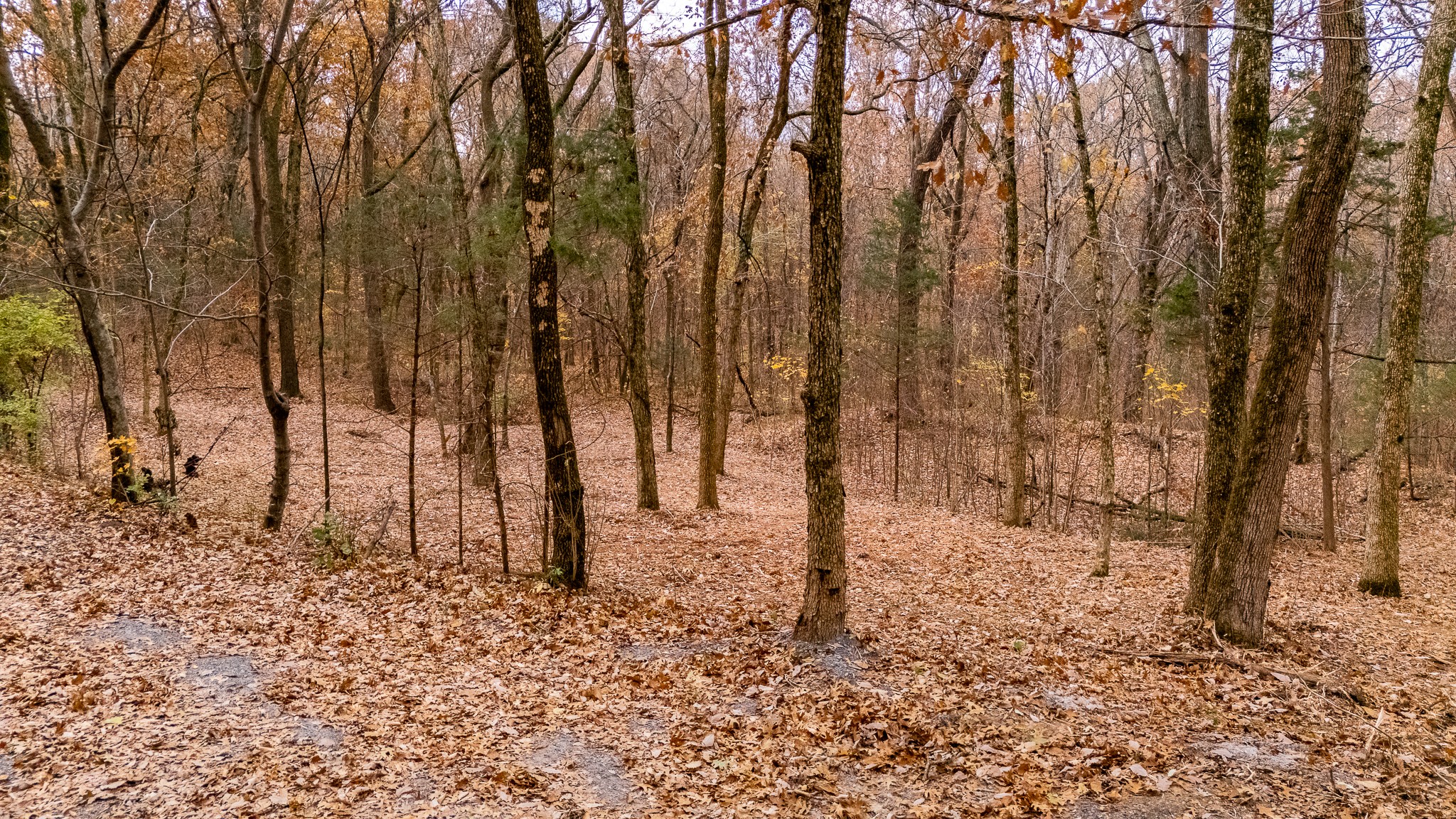 0 York Road Nolensville, TN 37135 - Photo 13 of 18 a view of covered with trees