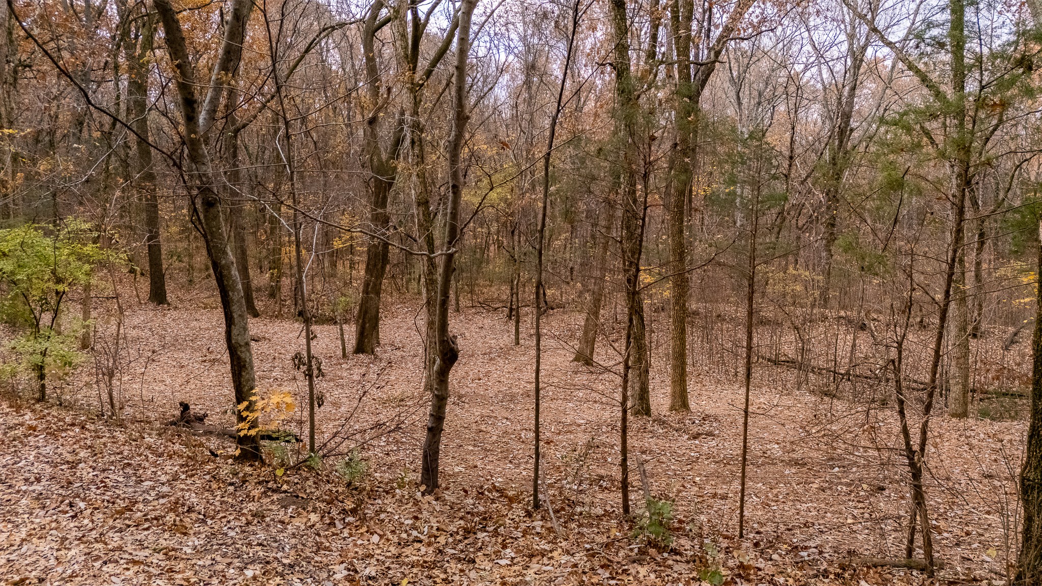 0 York Road Nolensville, TN 37135 - Photo 14 of 18 a view of yard