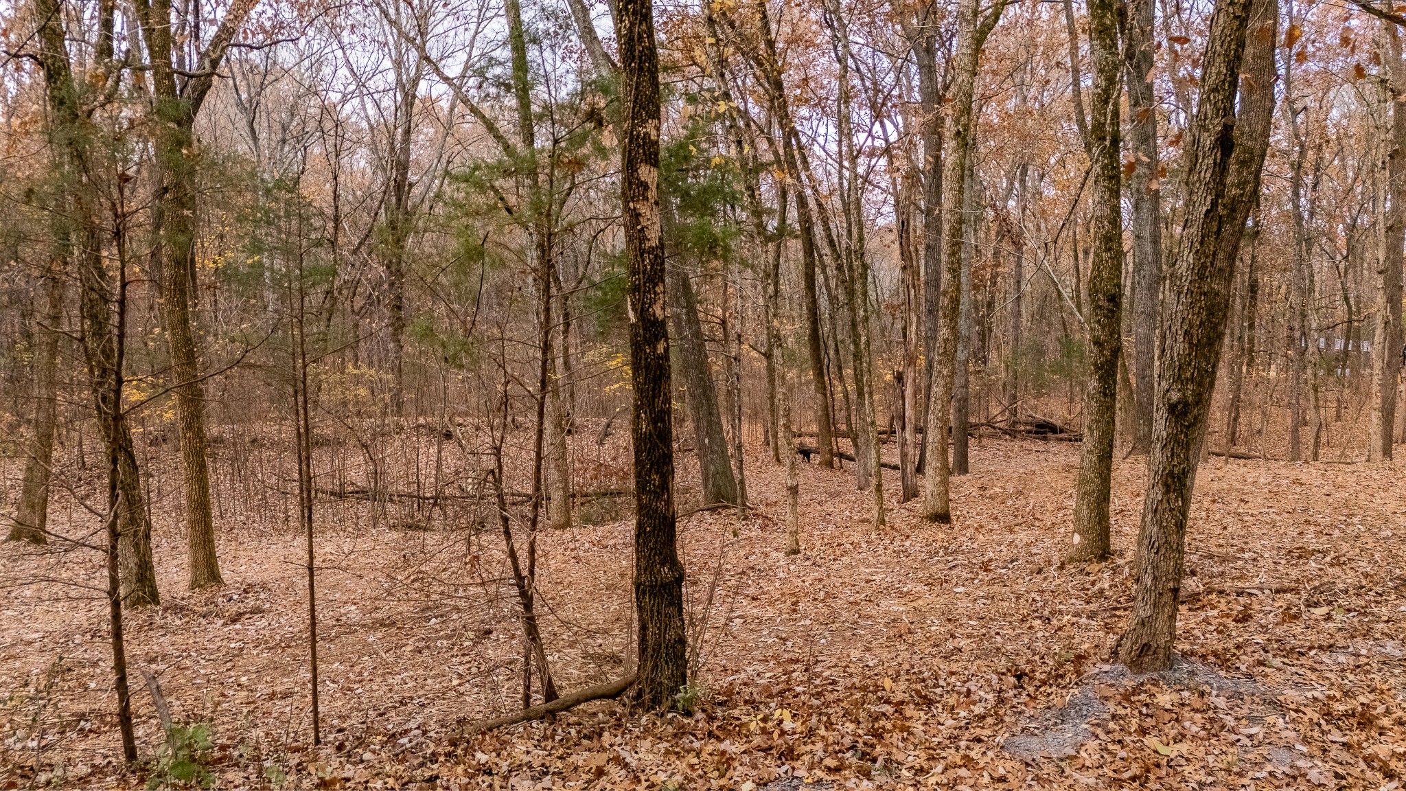 0 York Road Nolensville, TN 37135 - Photo 15 of 18 a view of a forest covered with snow