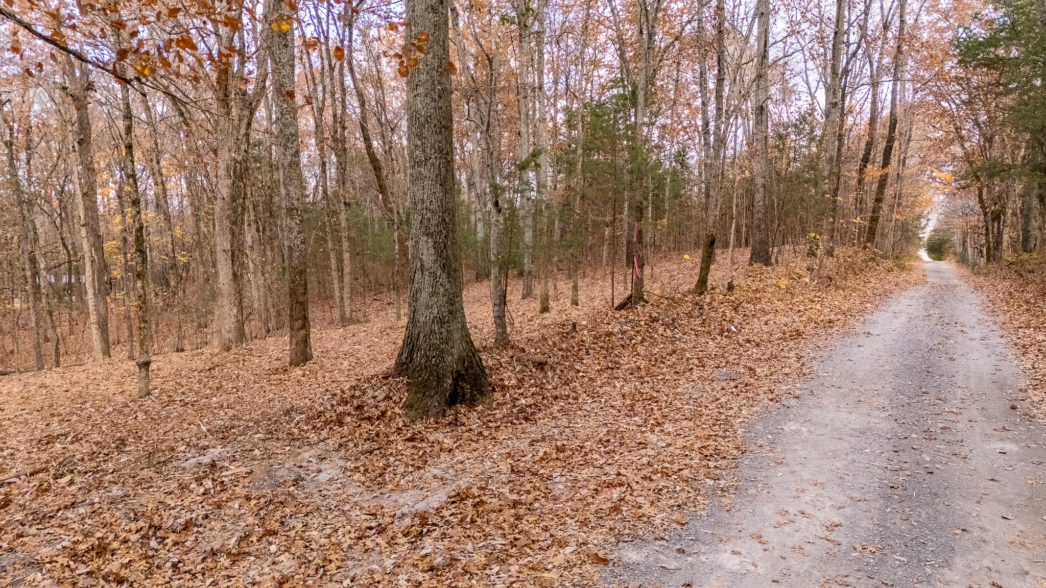 0 York Road Nolensville, TN 37135 - Photo 16 of 18 a backyard of a house with lots of green space