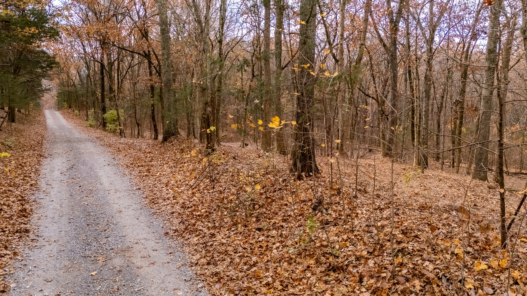 0 York Road Nolensville, TN 37135 - Photo 17 of 18 a view of a yard with trees