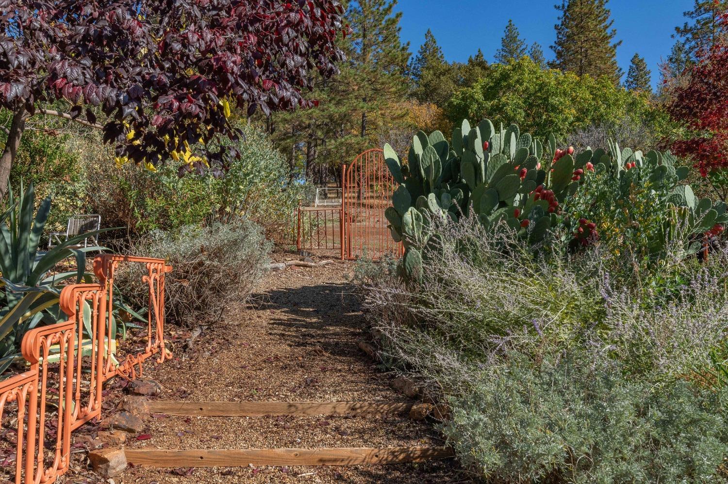 15579 Jesus Maria Road Mokelumne Hill, CA 95245 - Photo 40 of 91 a view of a yard with plants and large trees