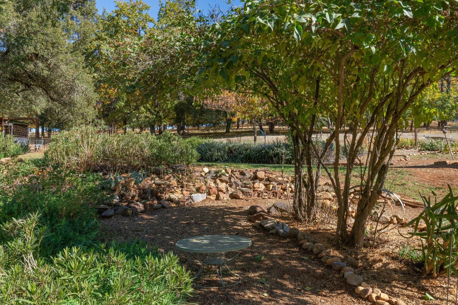 15579 Jesus Maria Road Mokelumne Hill, CA 95245 - Photo 43 of 91 a view of a yard with a tree
