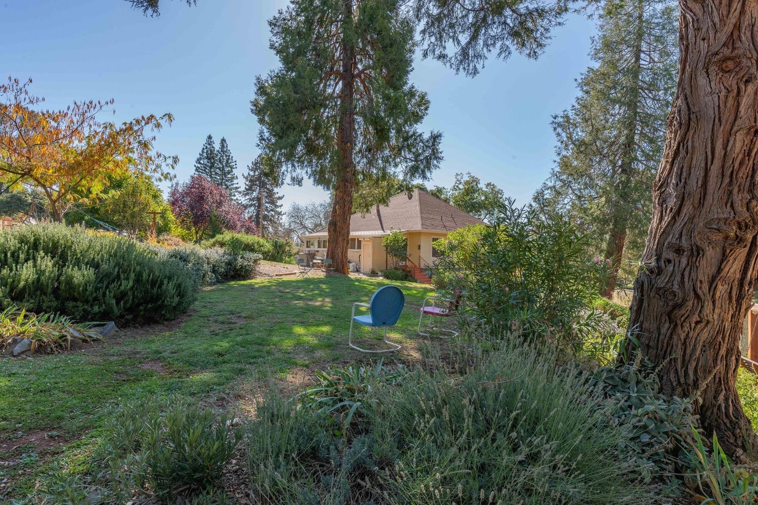 15579 Jesus Maria Road Mokelumne Hill, CA 95245 - Photo 49 of 91 a view of a garden with a tree