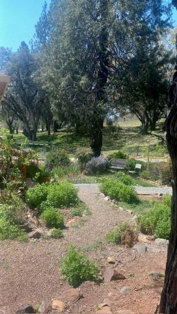 15579 Jesus Maria Road Mokelumne Hill, CA 95245 - Photo 80 of 91 a view of a yard with plants and large trees