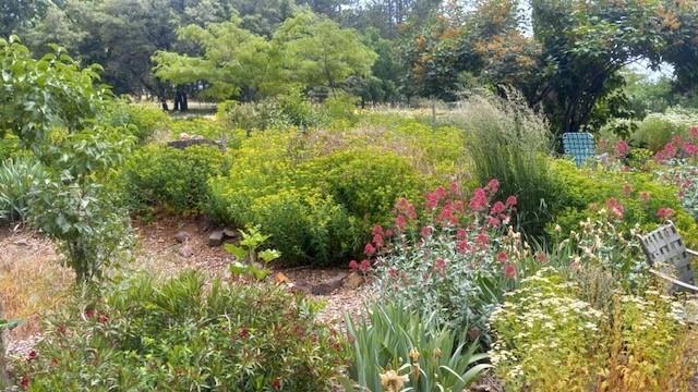 15579 Jesus Maria Road Mokelumne Hill, CA 95245 - Photo 88 of 91 a view of a garden with plants and large trees