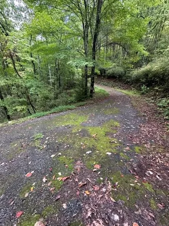 a view of outdoor space with trees all around