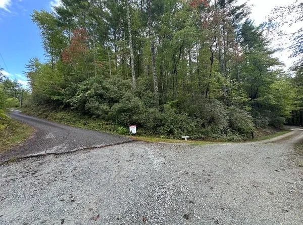 a view of a lush green forest with a mountain