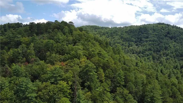 a view of a forest with trees