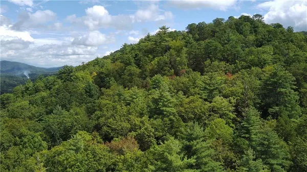 a view of a yard with plants and trees