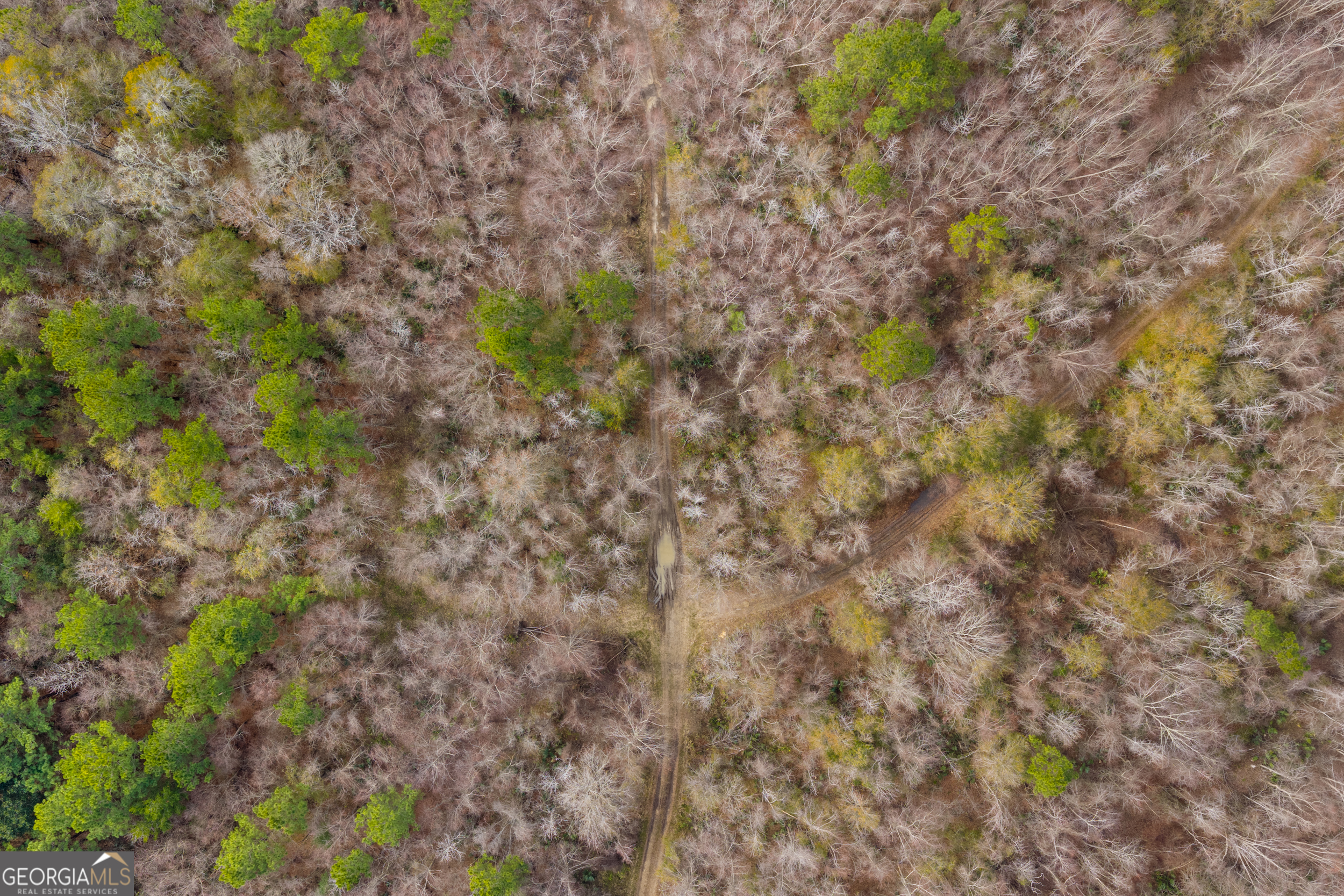 1000 Old River Road South Brooklet, GA 30415 - Photo 17 of 55 a close up of a plants