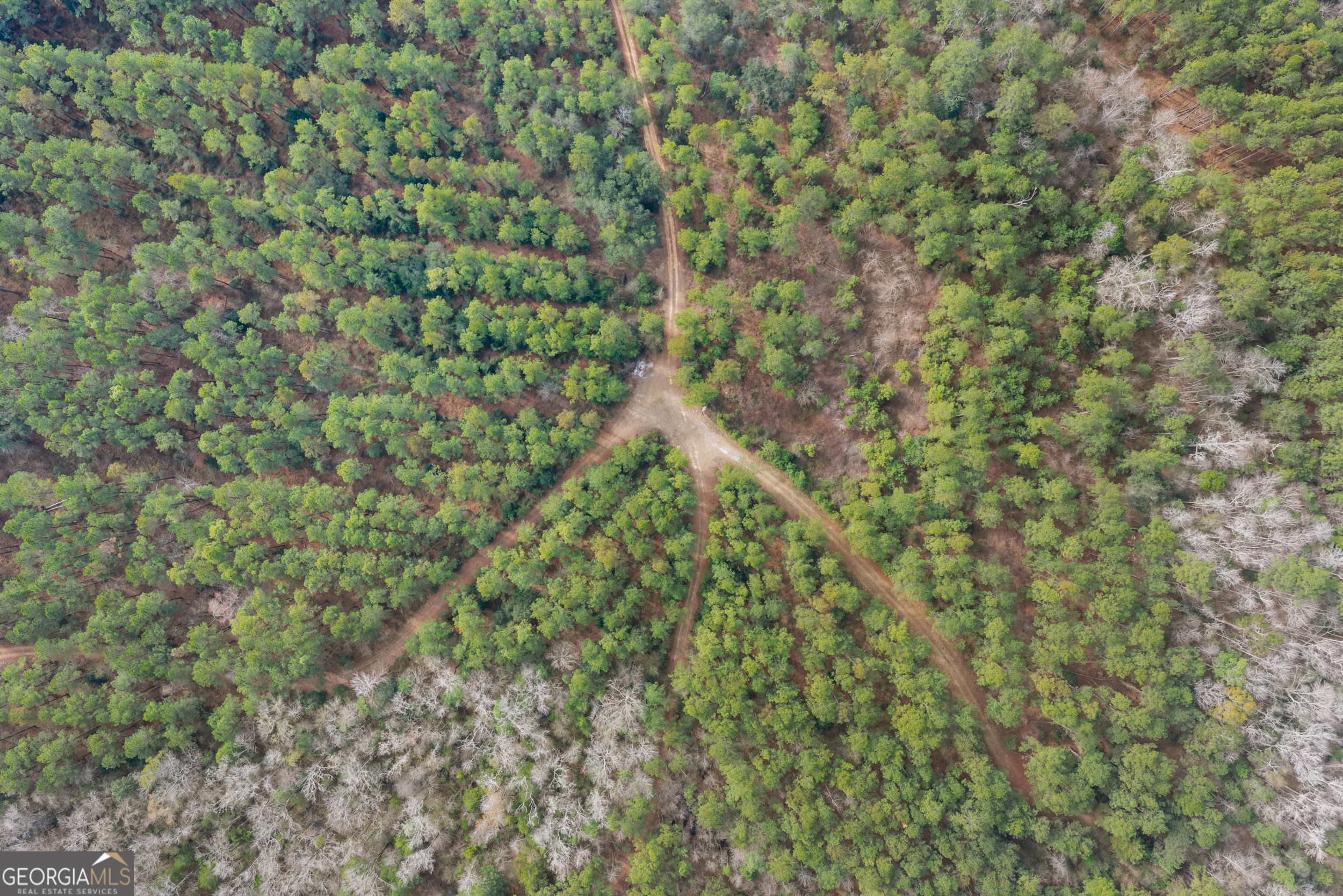 1000 Old River Road South Brooklet, GA 30415 - Photo 23 of 55 a close up of a plant