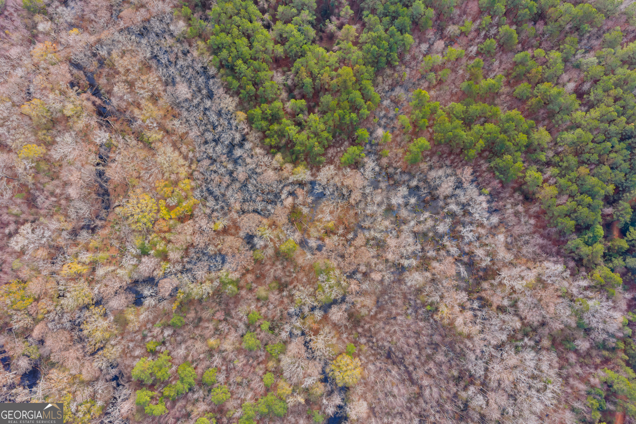 1000 Old River Road South Brooklet, GA 30415 - Photo 3 of 55 a close up of a plant in a garden