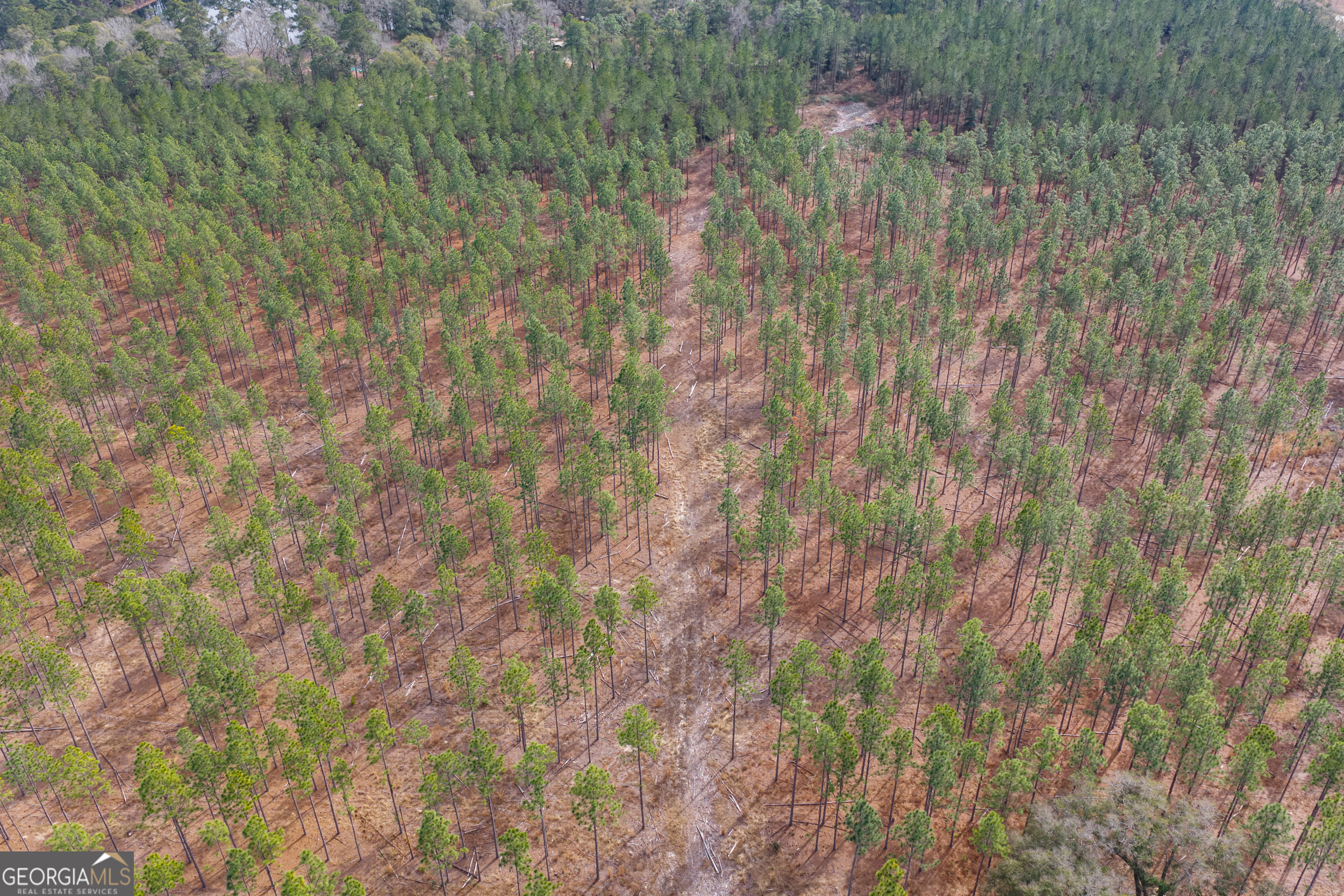 1000 Old River Road South Brooklet, GA 30415 - Photo 37 of 55 a close up of a plant in a forest