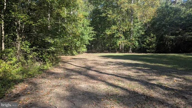a view of a forest with trees in the background
