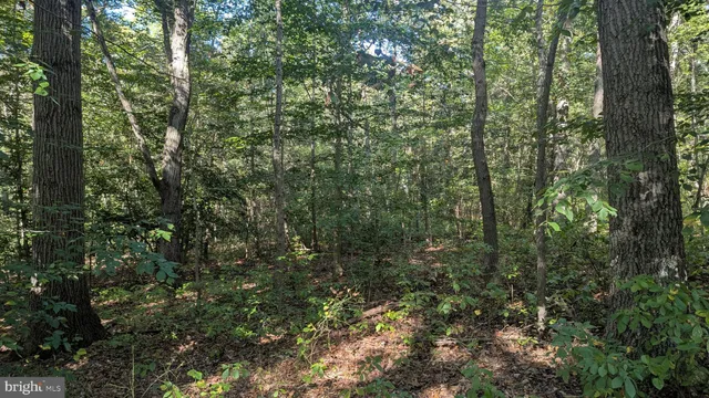 a view of a yard with plants and large trees