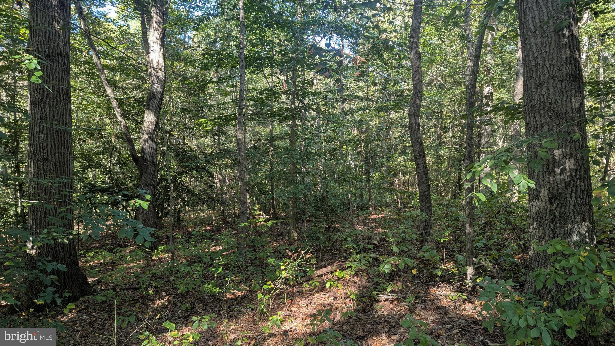 Williams Road Woodstown, NJ 08098 - Photo 18 of 19