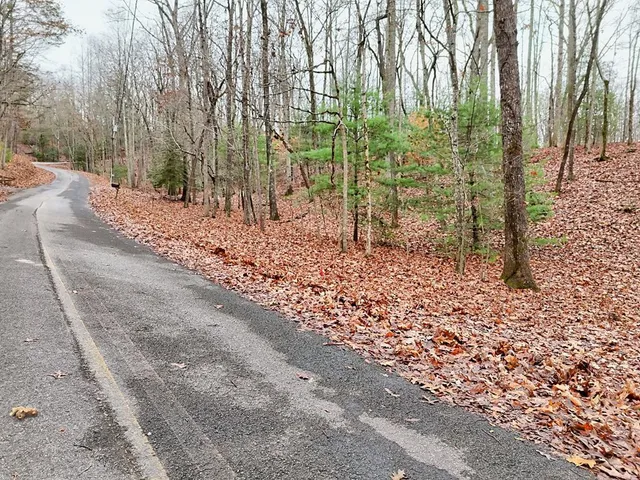 a view of a yard with plants and trees