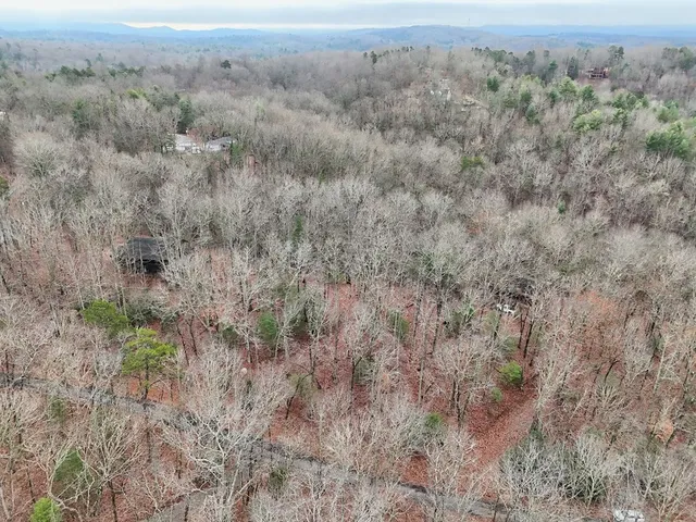 a view of a forest with trees in the background
