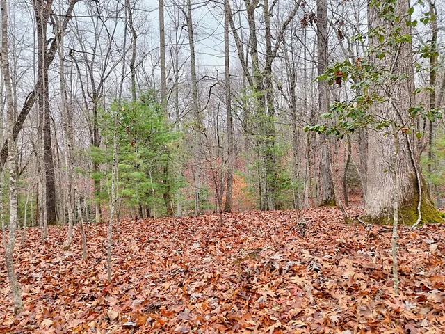 a view of a yard with plants and trees