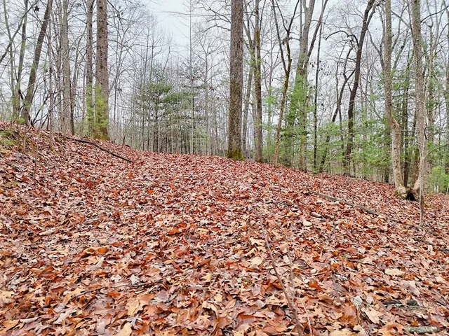 a view of a yard with a trees
