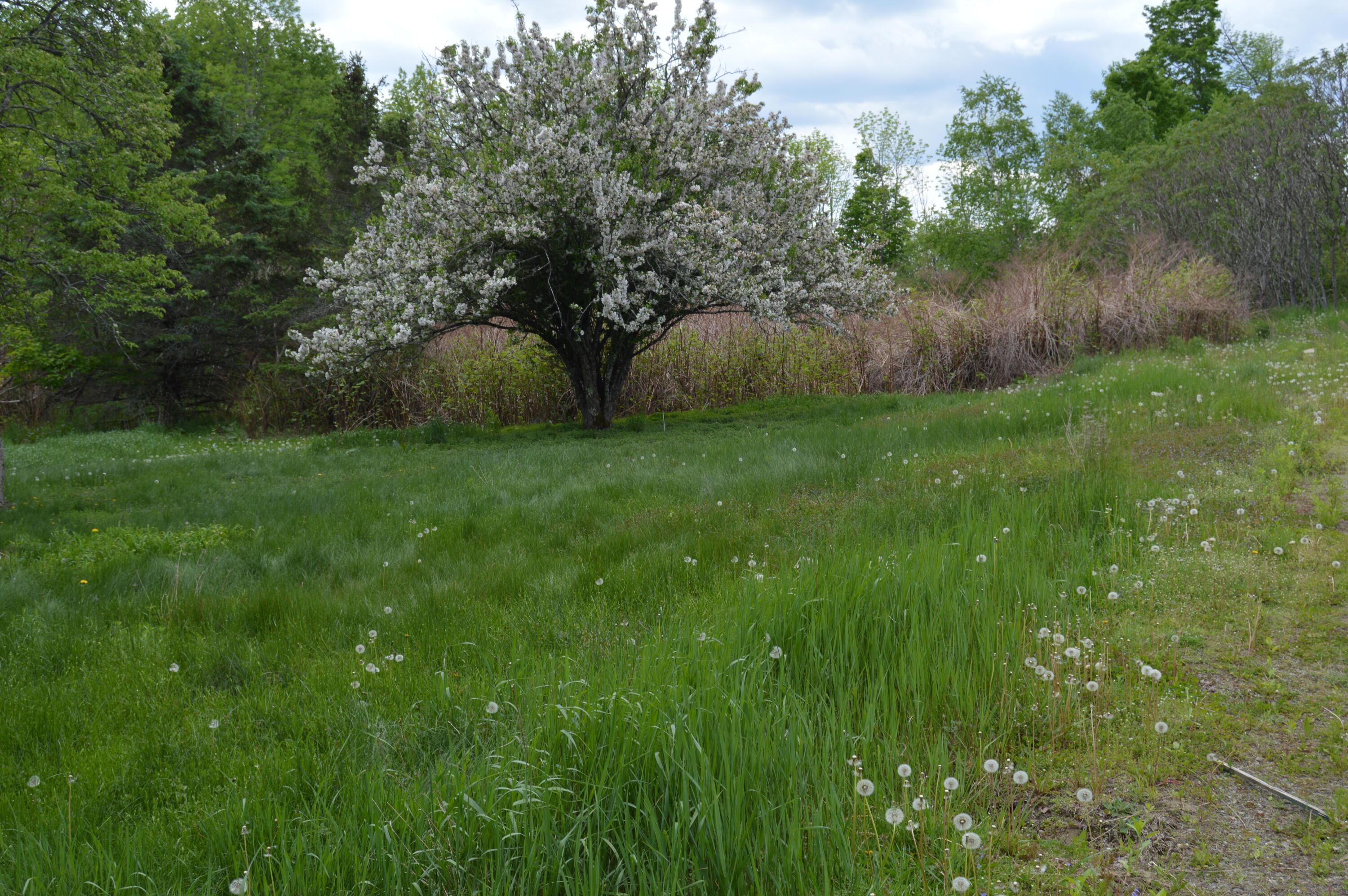 223 Webb Ridge Road St. Albans, ME 04971 - Photo 23 of 26 DSC_0212