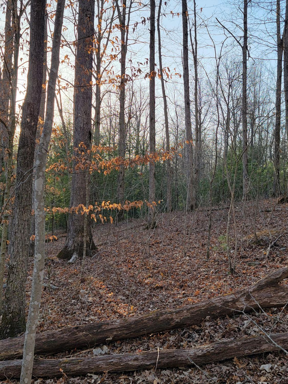 373 Doc Mullins Road Frenchburg, KY 40322 - Photo 10 of 37 Photo 10