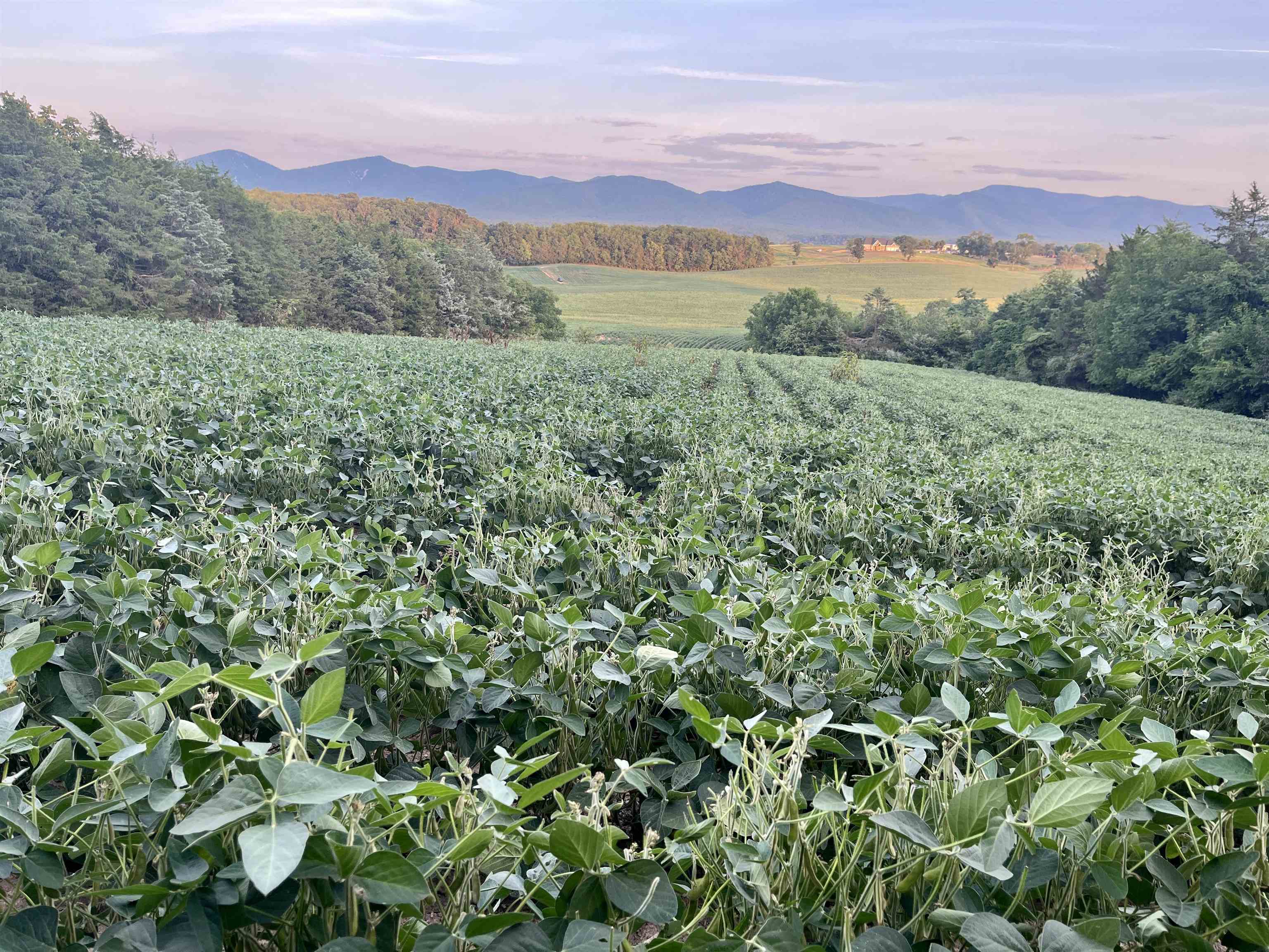 Tbd Doe Hill Road Port Republic, VA 24471 - Photo 3 of 13 a view of a lush green hillside and a building in the background