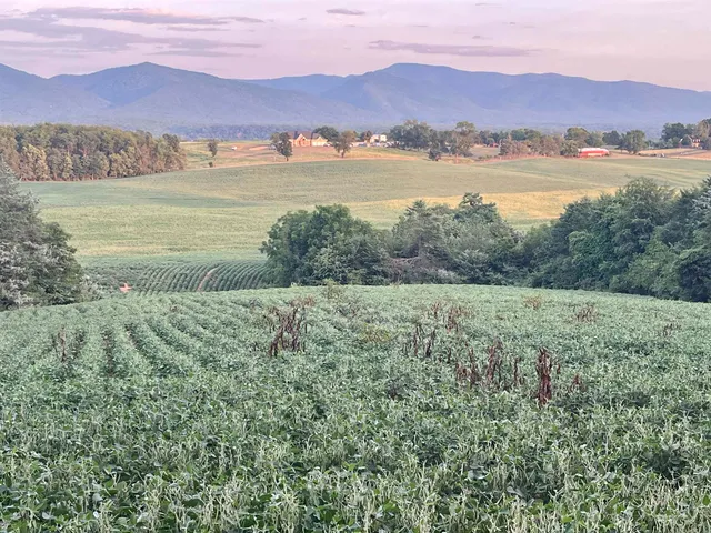 a view of a field with an ocean and trees in the background