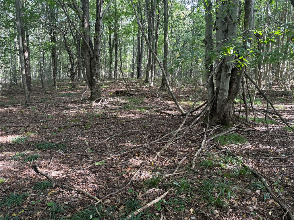 512 Fisher Road Alfred, NY 14806 - Photo 30 of 46 Woods located towards middle of property up slight hill