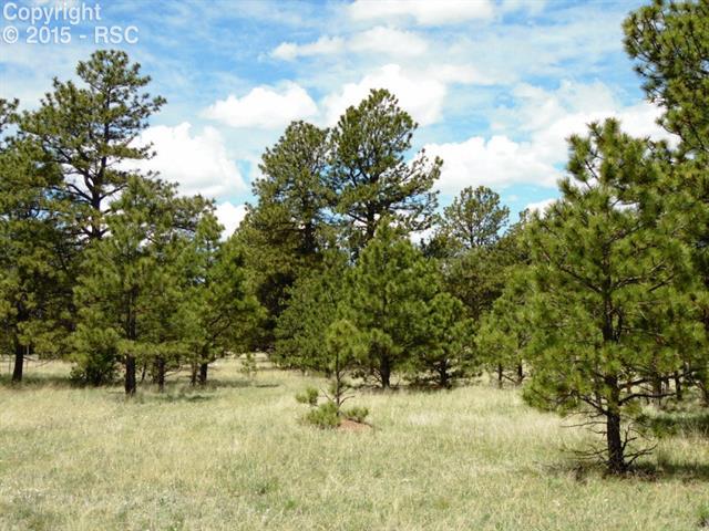 1170 Doe Valley Road Guffey, CO 80820 - Photo 13 of 14 This is such a pretty lot