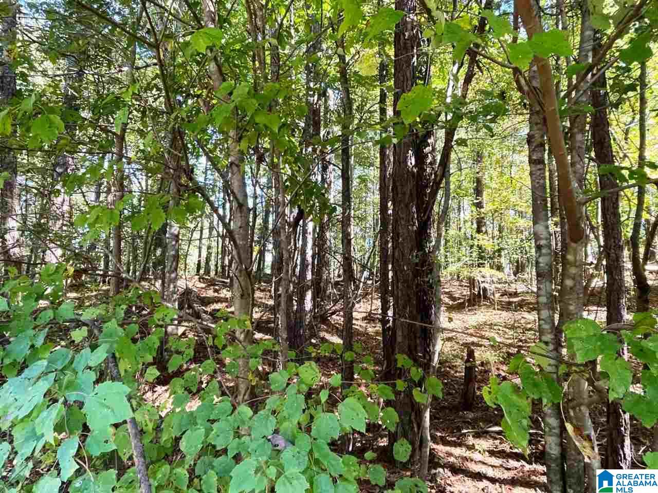 Blair Road, Unit 3 99 Ashland, AL 36251 - Photo 3 of 6