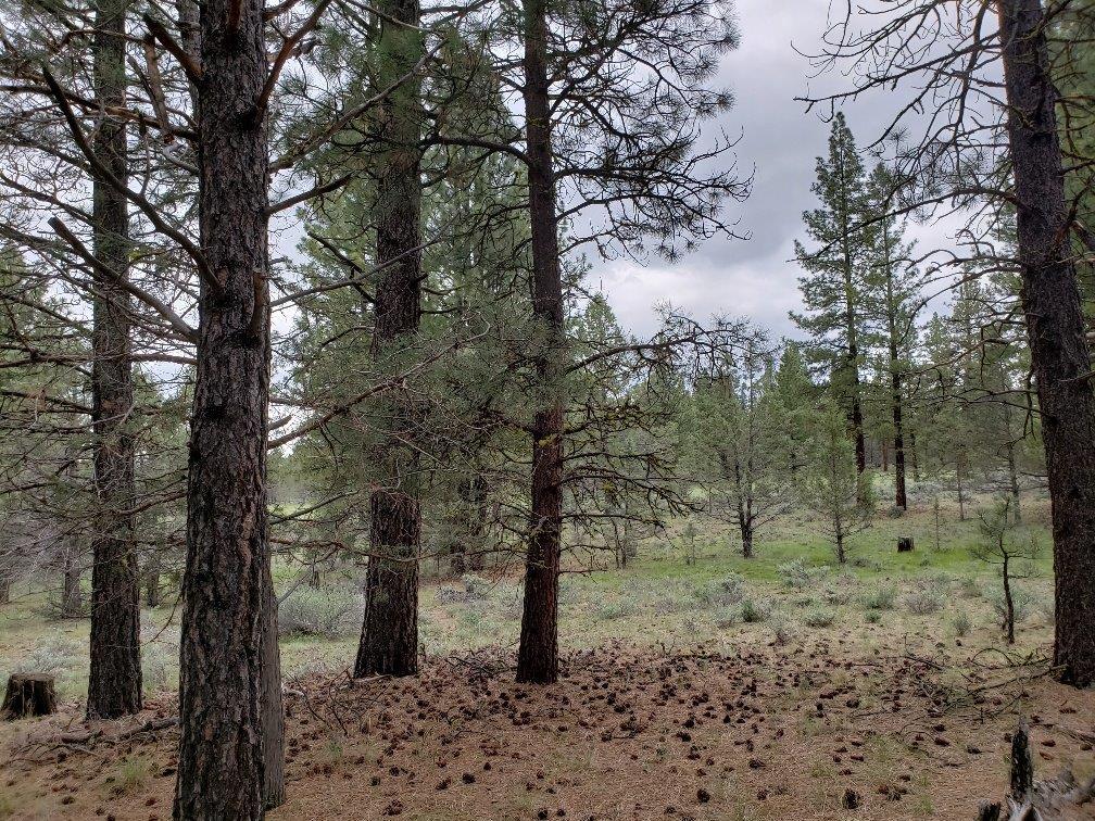 0 24 Bamford Road Bly, OR 97622 - Photo 4 of 19 Additional Photo