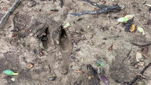 $699,900 | 6 Fiscus Cemetery Road, Coal City, IN 47427