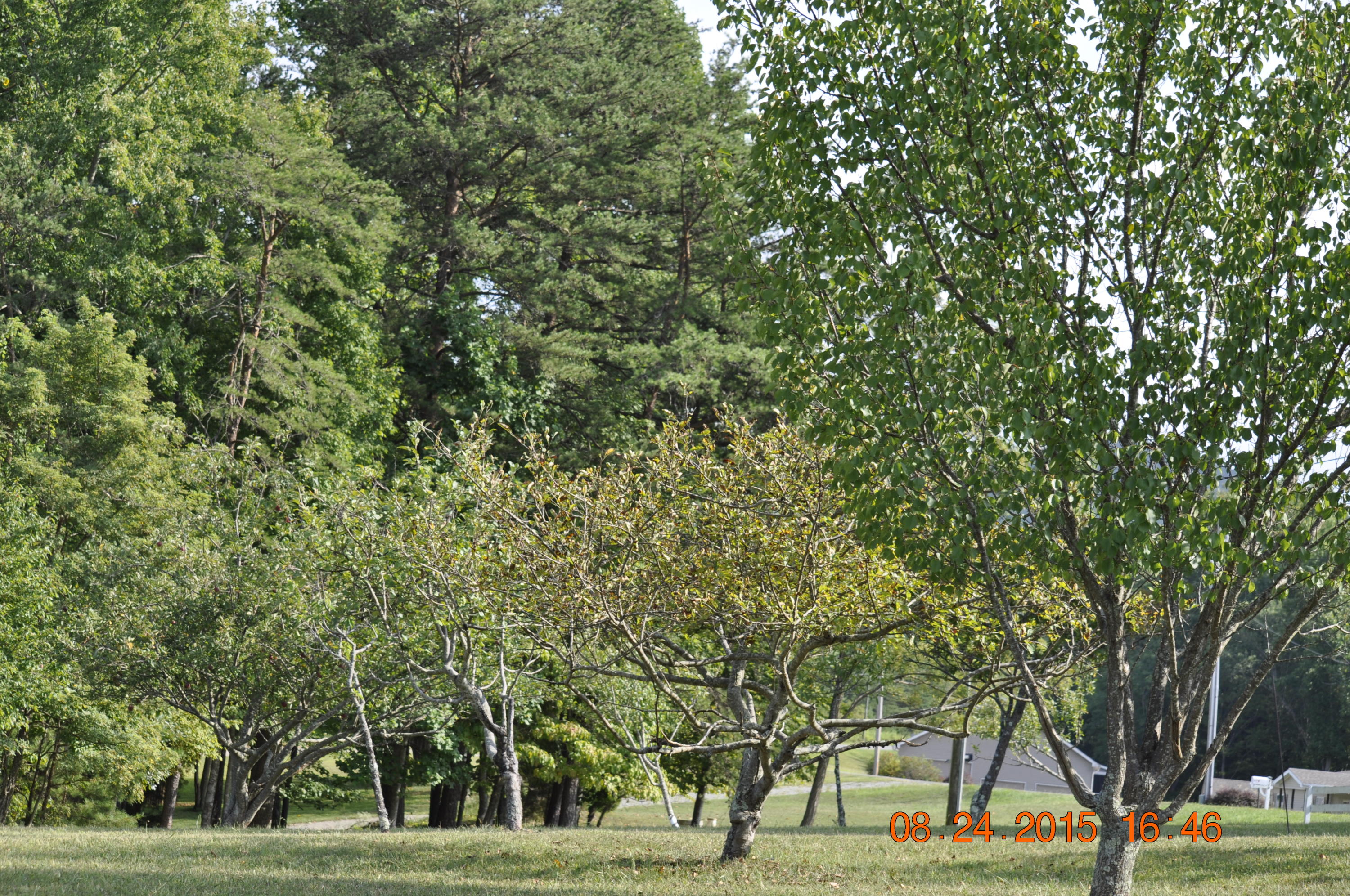 384 Lakeside Road Penhook, VA 24137 - Photo 24 of 24 a view of green field