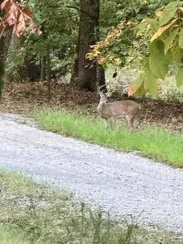 a backyard of a house with large trees