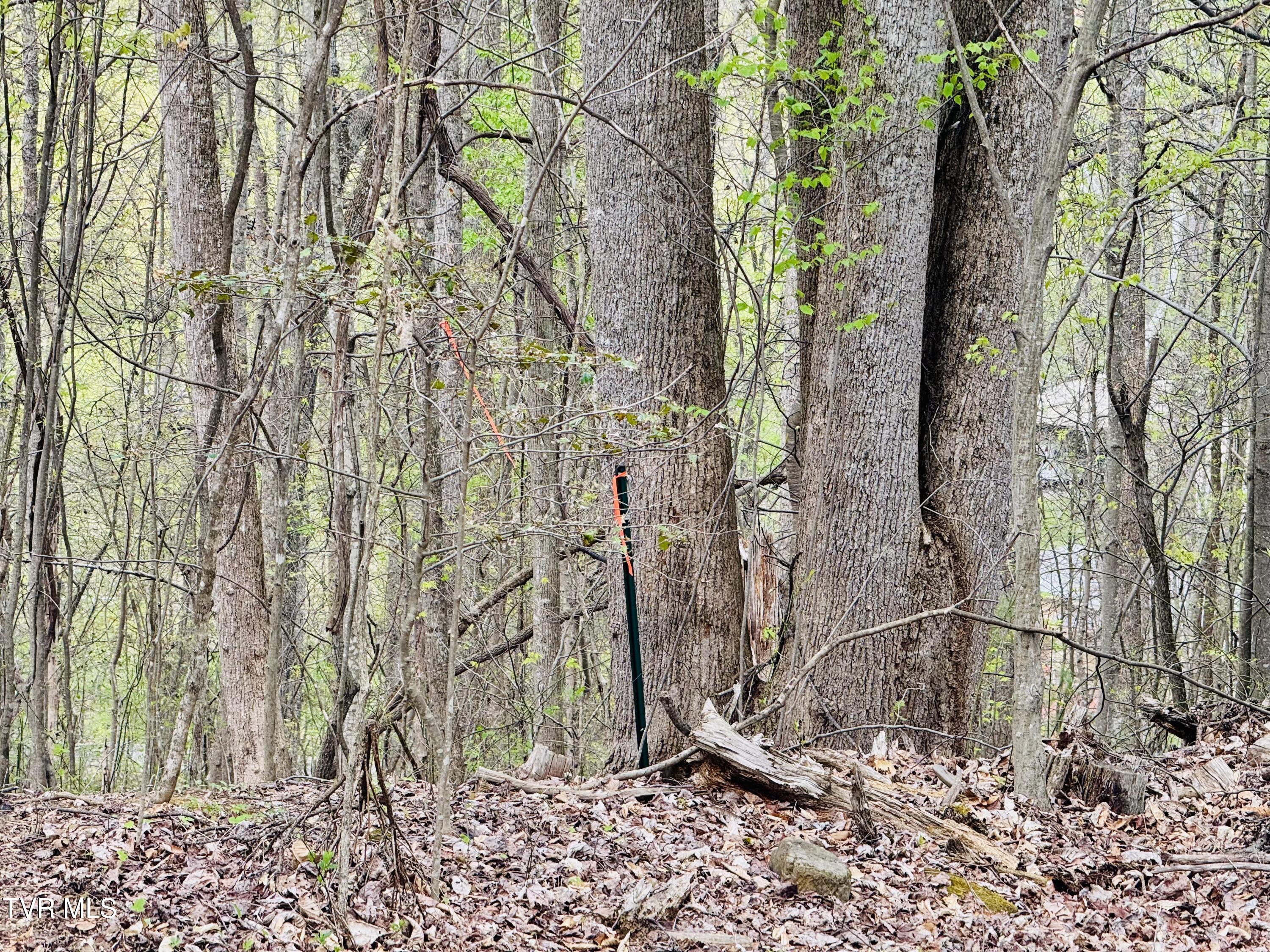 160 Bobs Hollow Road Elizabethton, TN 37643 - Photo 24 of 31 IMG_0842