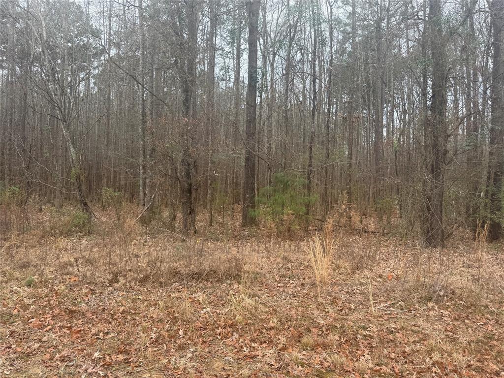 0 Highway 3 Plain Dealing, LA 71064 - Photo 17 of 32 a view of room with trees