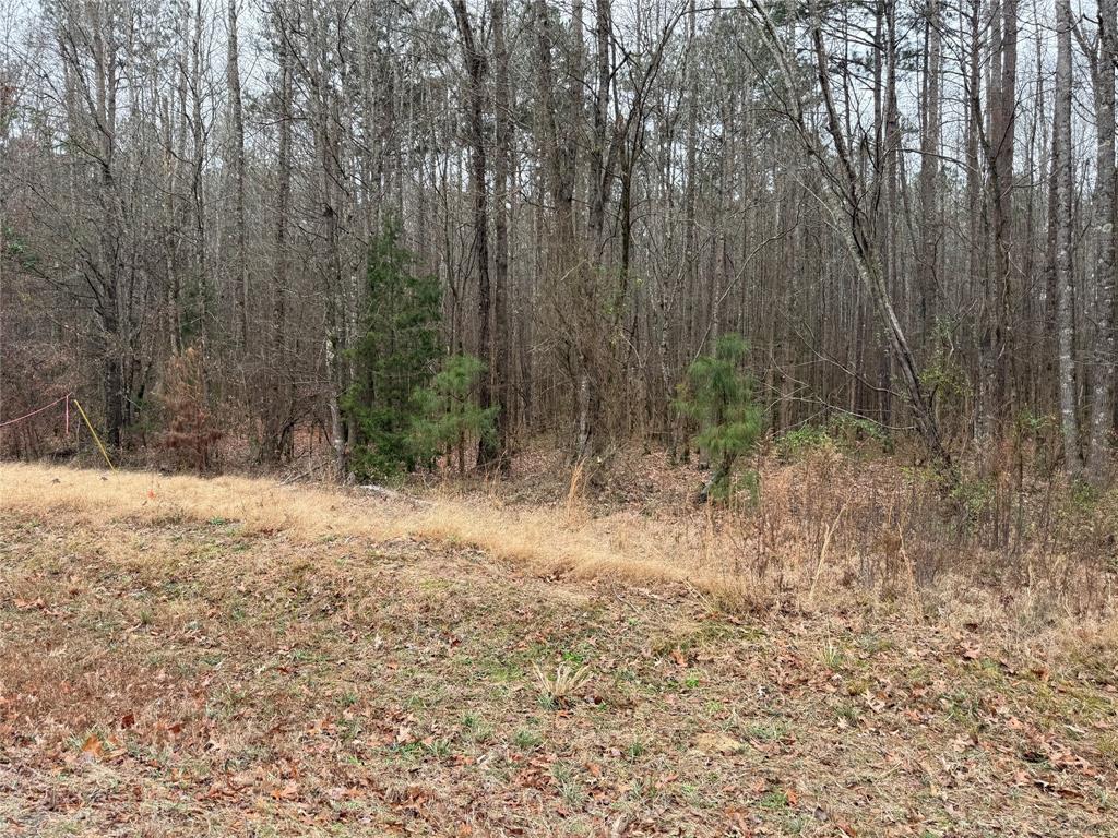 0 Highway 3 Plain Dealing, LA 71064 - Photo 8 of 32 a view of backyard with green space