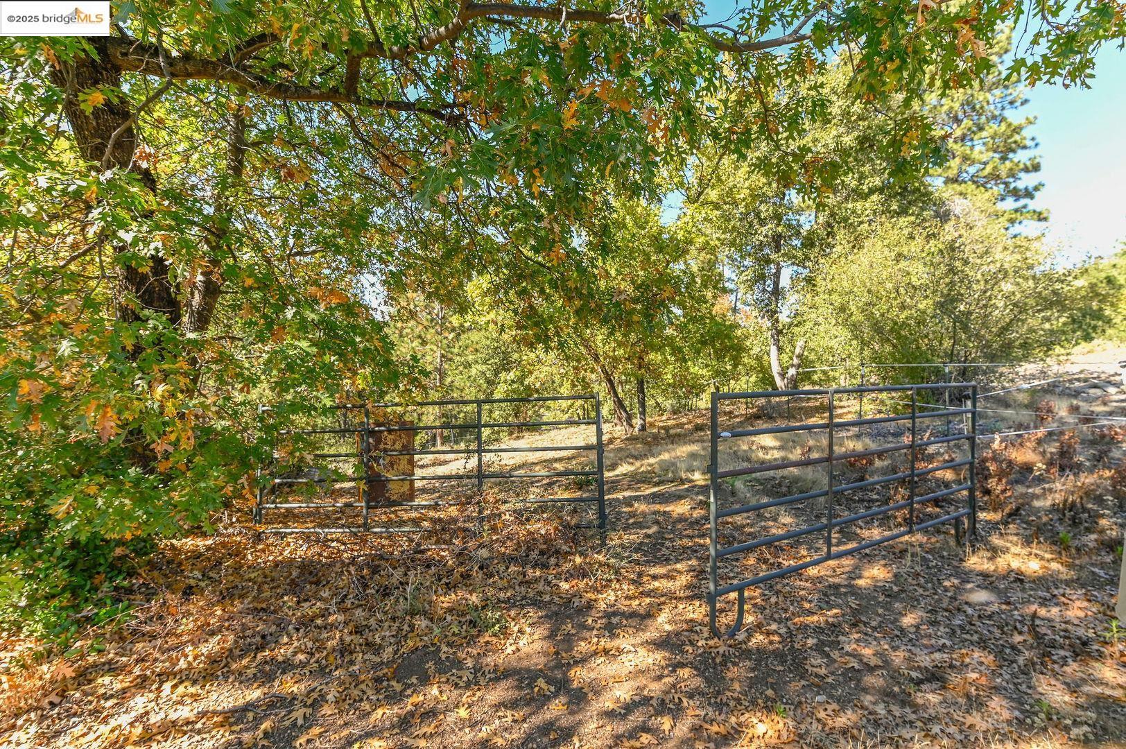 3770 Sheep Ranch Road Murphys, CA 95247 - Photo 51 of 60 a view of forest