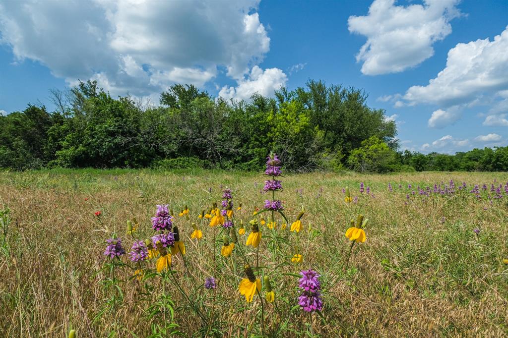 8601 Star Hollow Road Lipan, TX 76462 - Photo 33 of 40 a view of a flower in a garden