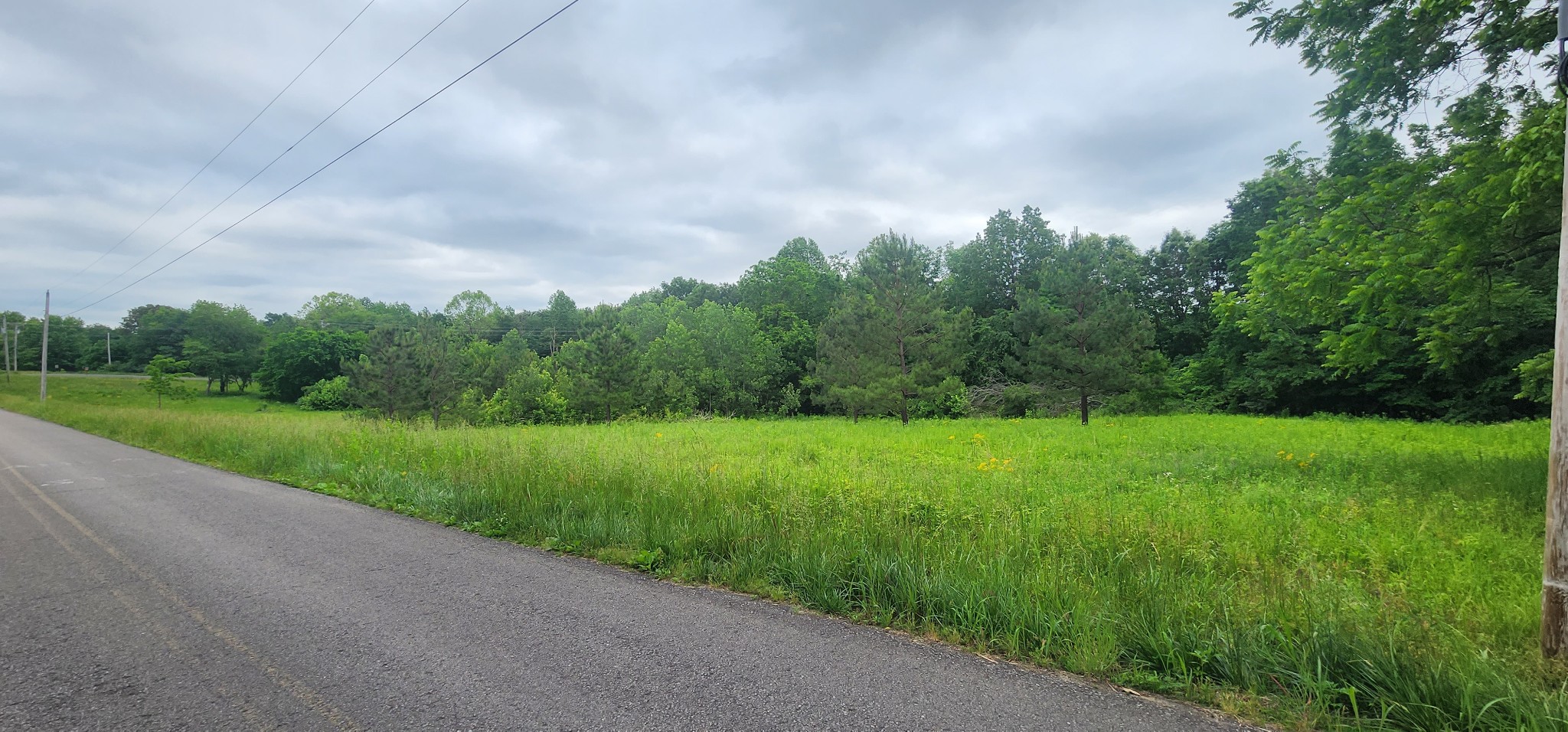 3147 Old New Cut Road Springfield, TN 37172 - Photo 15 of 26 a view of a big yard with potted plants and big trees