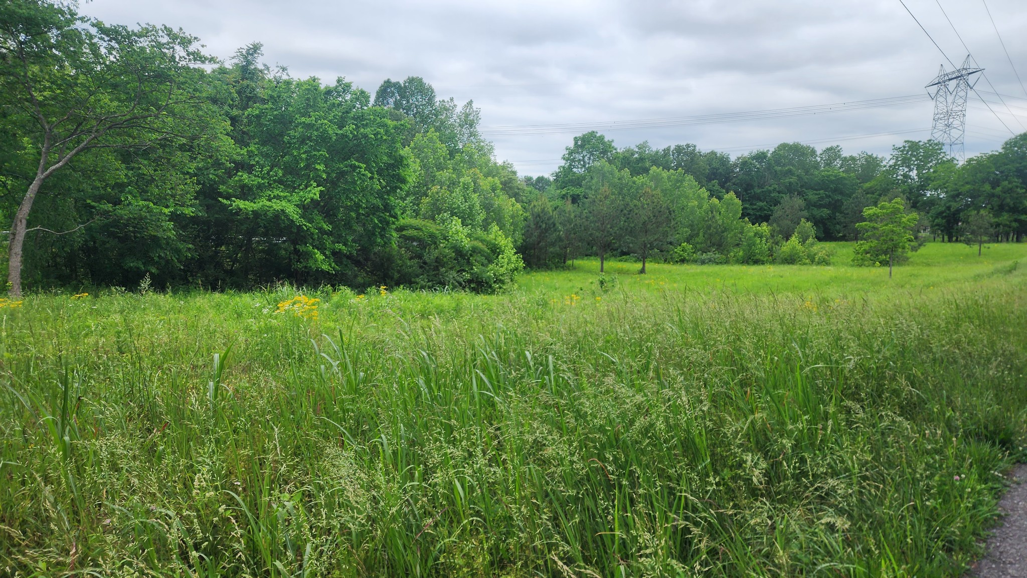 3147 Old New Cut Road Springfield, TN 37172 - Photo 6 of 26 a view of a lush green space