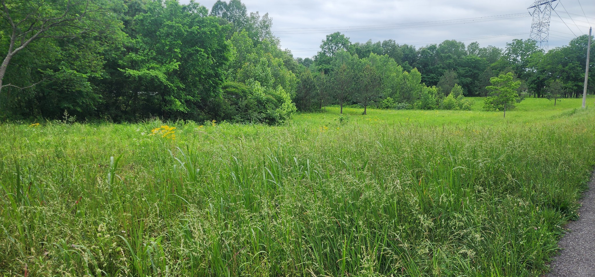 3147 Old New Cut Road Springfield, TN 37172 - Photo 7 of 26 a view of a lush green space